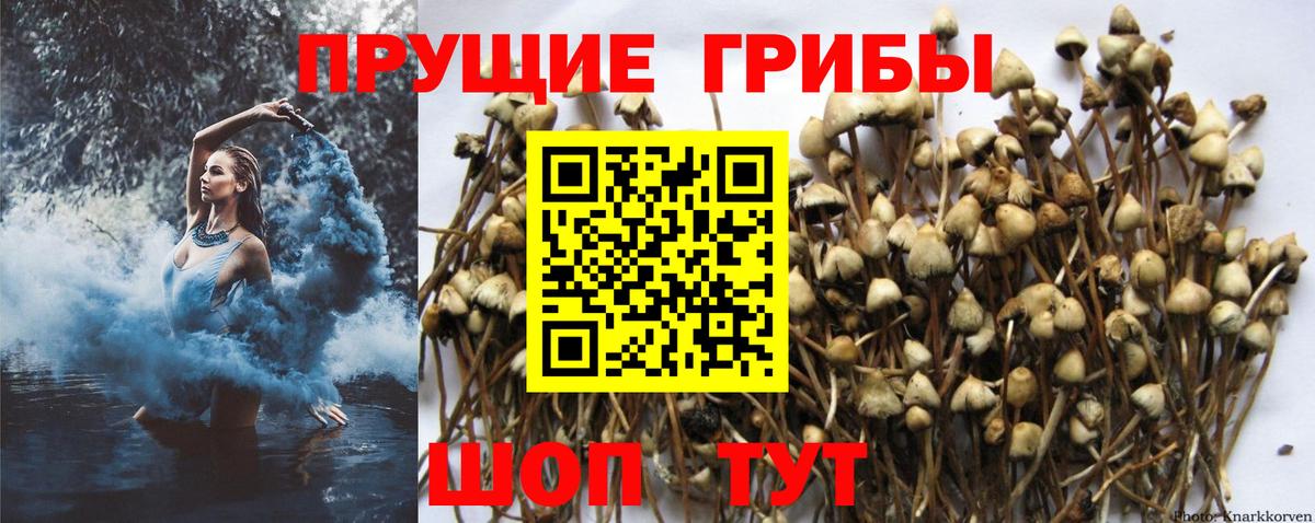 Лсд 25 Свободный