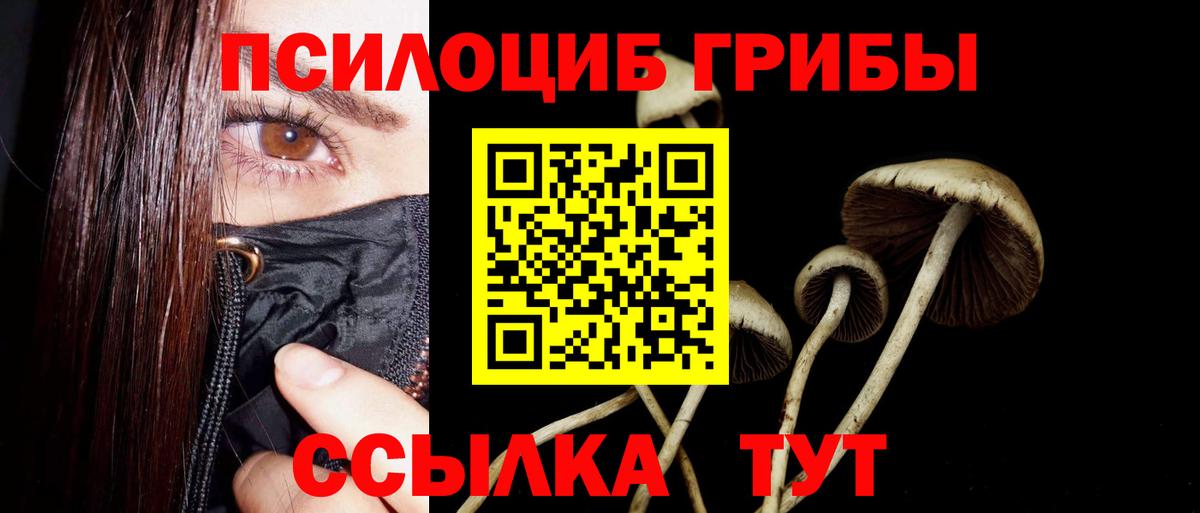 Галлюциногенные грибы Cubensis Свободный